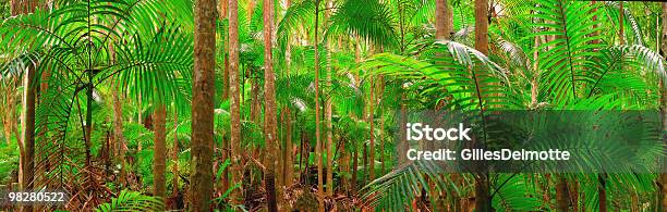 Rain Forest Stock Photo - Download Image Now - Abstract, Australia, Bush