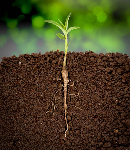 istock Growing plant with underground root visible,Bokeh green background 982811326