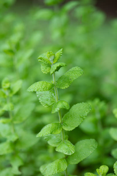 istock close-up of mint leaves 982811510