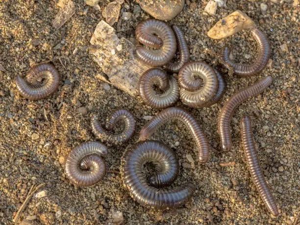 Group of sleeping millipedes discovered under a stone