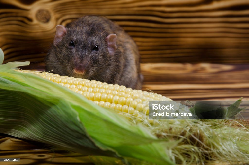 Do Rats Eat Corn Rat Eating Corn Stock Photo - Download Image Now - Animal, Corn, Cute ...
