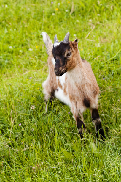 goat on pasture - 31973 imagens e fotografias de stock