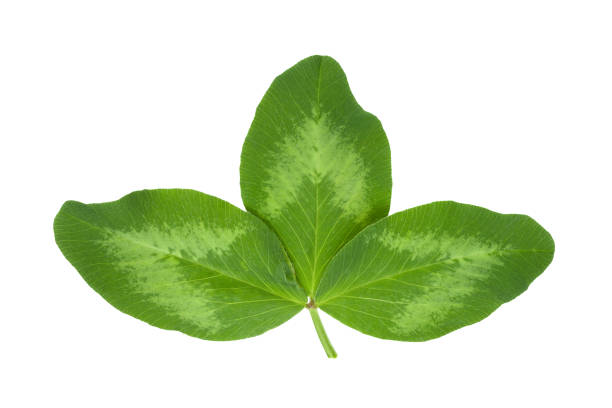 Lucerne plant leaf stock photo