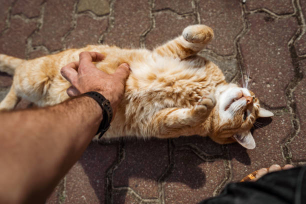 istock street cat playing with a passer by 982819574