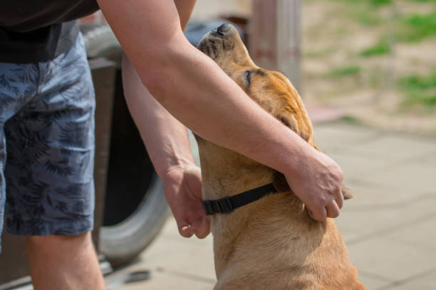 istock The man is stroking the dog. Boerboel 982834708