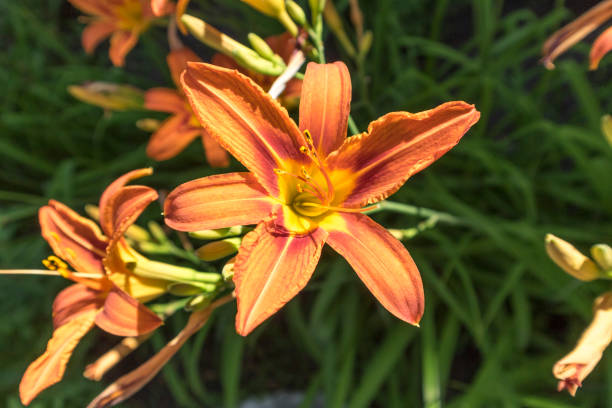 istock Orange Day Lily flowers on a summer day. 982834746