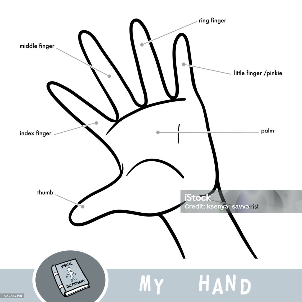 Ilustración de Nombres Comunes De Los Dedos De La Mano Imagen De Dibujos Animados Sobre La Parte Del Cuerpo Humano Para Niños y más Vectores Libres de Derechos de Dedo - iStock Ilustración de Nombres Comunes De Los Dedos De La Mano Imagen De Dibujos Animados Sobre La Parte Del Cuerpo Humano Para Niños y más Vectores Libres de Derechos de Dedo - iStock