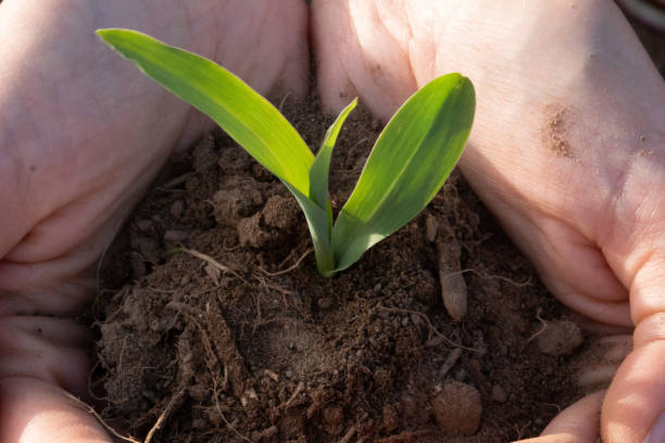 istock hand holds a young Maize on a field 982837284