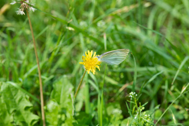 close-up of dandelion and butterfly
