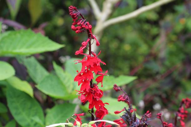 istock Lobelia Cardinalis flower 982838270