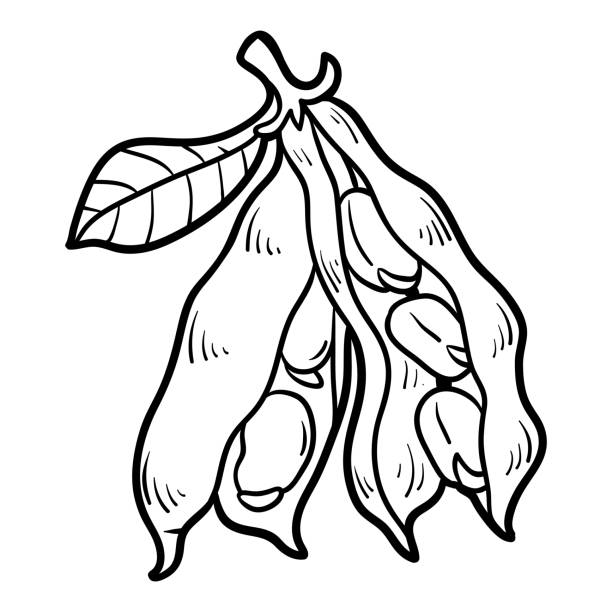 ilustrações, clipart, desenhos animados e ícones de livro de colorir, favas - fava bean broad bean vegetable bean