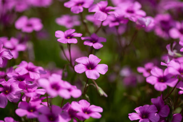 istock close-up of pink oxalis flower 982840452