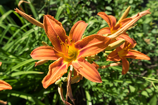 Orange Day Lily flowers on a summer day.