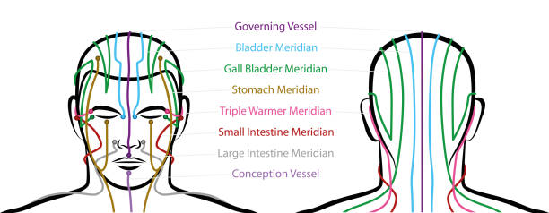 illustrazioni stock, clip art, cartoni animati e icone di tendenza di meridiani della testa con punti di agopuntura - vista anteriore e posteriore. medicina tradizionale cinese. illustrazione vettoriale isolata su sfondo bianco. - acupuncture shiatsu reflexology meridians