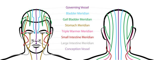 Meridians of the head with acupuncture points - anterior and posterior view. Traditional Chinese Medicine. Isolated vector illustration on white background. Meridians of the head with acupuncture points - anterior and posterior view. Traditional Chinese Medicine. Isolated vector illustration on white background. qi gong stock illustrations