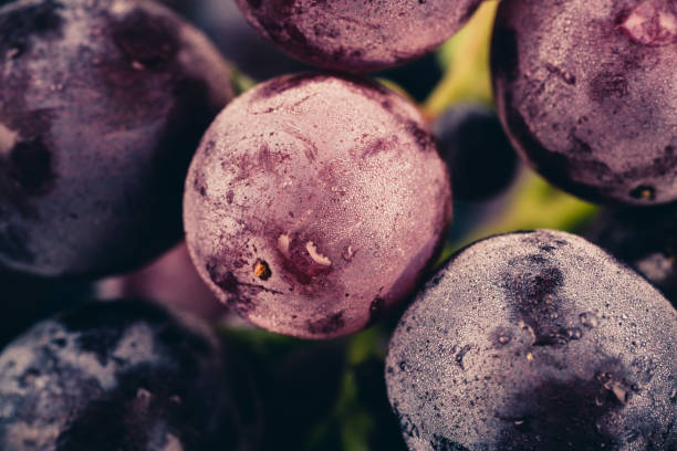 istock sweet black grapes and water droplets 982848852