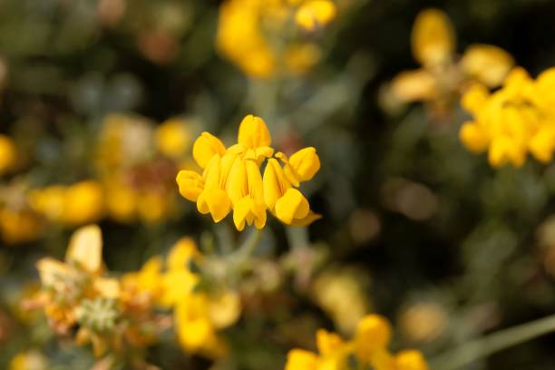istock Flowers of Coronilla minima 982856700