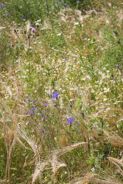 istock Summer Wild flowers in corn field 982857440