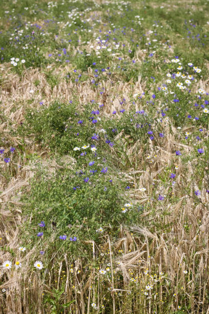 istock Summer Wild flowers in corn field 982857632