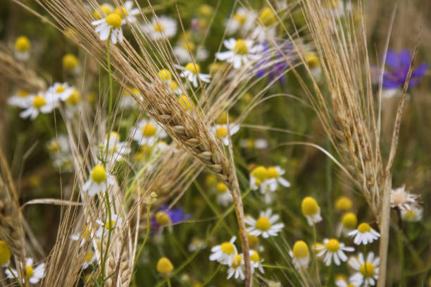 istock Summer Wild flowers in corn field 982857674