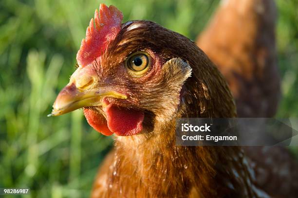 Hen Portrait Close Up Stock Photo - Download Image Now - Animal, Animal Head, Beak