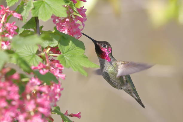 male anna's hummingbird feeding on red flowering currant - bird hummingbird flying annas hummingbird imagens e fotografias de stock