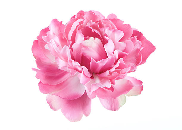 isolated picture of a pink peony flower - pink flowers stockfoto's en -beelden