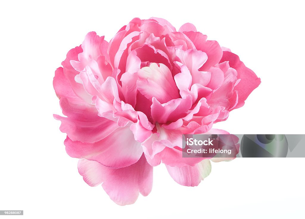 Isolated picture of a pink Peony flower Peony single flower isolated on white background Peony Stock Photo