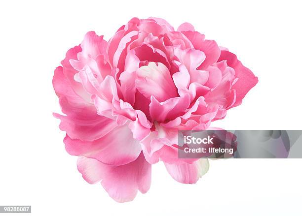 Isolated Picture Of A Pink Peony Flower Stock Photo - Download Image Now - Peony, Flower, Pink Color