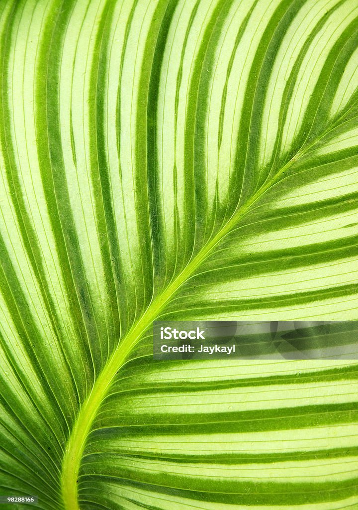 Fundo de folha verde bonito - Royalty-free Abstrato Foto de stock