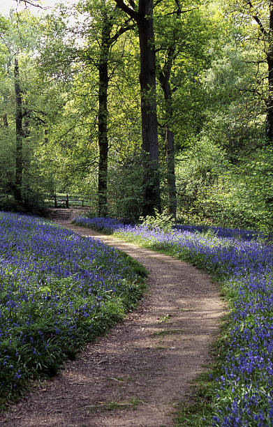 istock Footpath through Bluebell Woodland 98289272