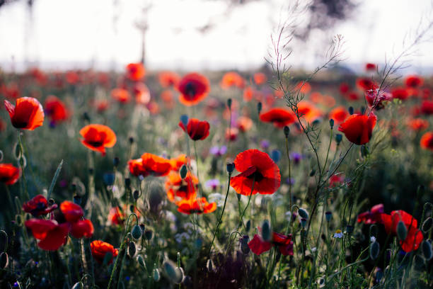 istock Red poppyes in the field. 982896110