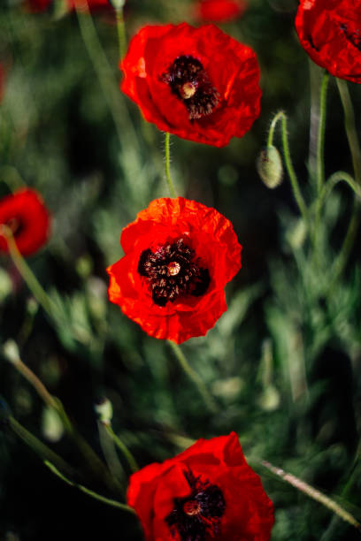istock Red poppy in the field. 982896120