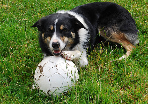 istock Dog with football 98289621