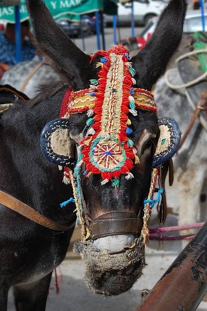 istock Donkey at Mijas. Spain 98290060