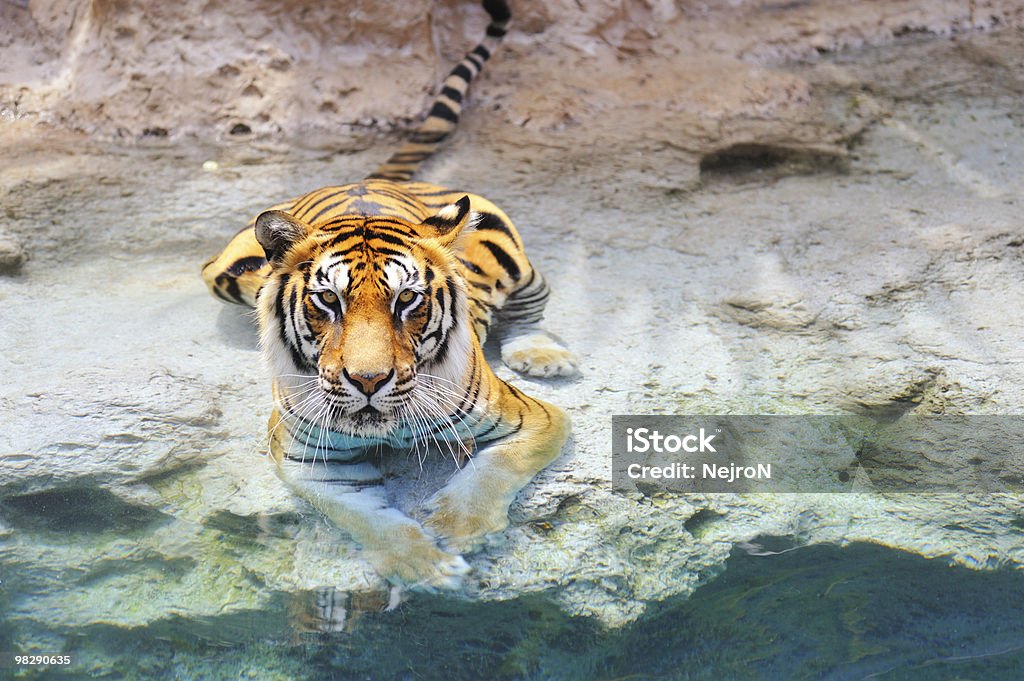 Immagine di una Tigre del Bengala vicino all'acqua - Foto stock royalty-free di Acqua