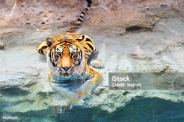 Immagine Di Una Tigre Del Bengala Vicino Allacqua - Fotografie stock e altre immagini di Acqua - Acqua, Ambientazione esterna, Animale