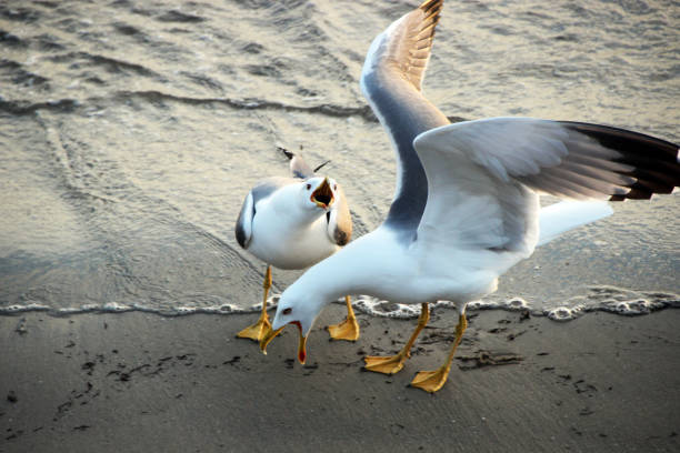 Seagulls on the beach of Palavas les Flots, sunset time