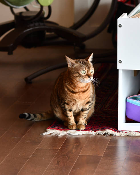 istock Bengal Cat in the House 982909964