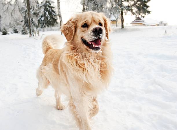 istock Golden retriever in winter forest 98291041