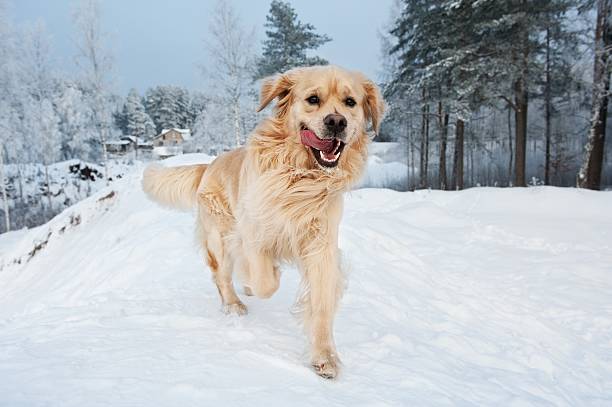 istock Golden retriever playing in the snow 98291050