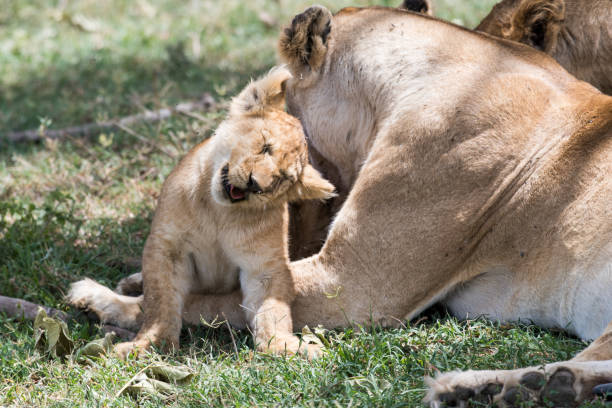 istock Baby lion cuddling it's mother 982914308