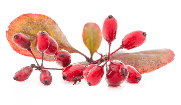 istock Barberry isolated on a white background 982921392