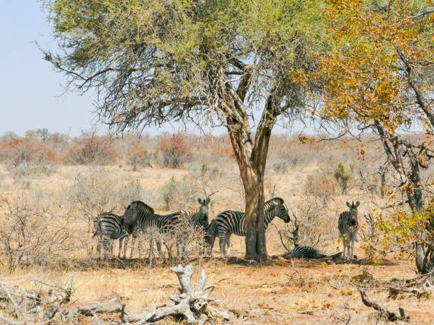 istock Zebra in Mapungubwe National Park, Africa 982921772