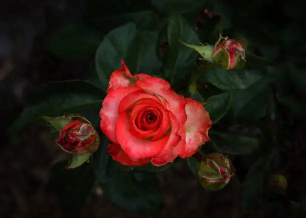 Red rose on a dark background with three buds