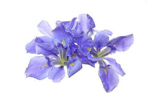 Pictured iris in a white background