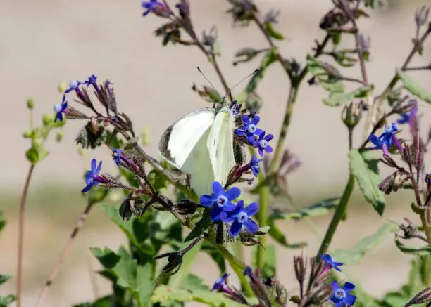 White butterfly collects nectar from blue flowers