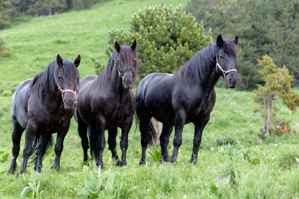 istock Three Beautiful black Andorran horses in the Incles Valley, Andorra 982935526