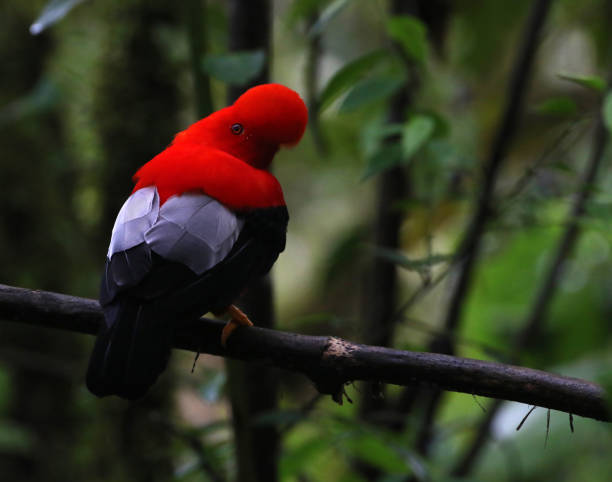 istock Andean Cock-of-the-Rock 982935536