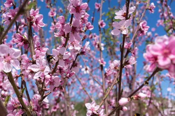 Blooming peach garden in Crimea